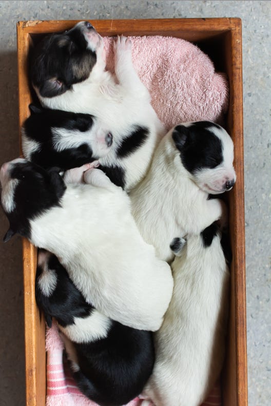 Newborn border collie puppies