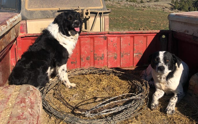 Maple & Tate, 2nd gen cattle working dogs on their Montana cattle ranch